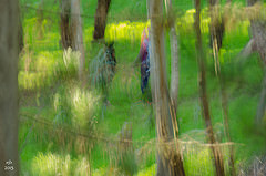 McLaren Park mirage