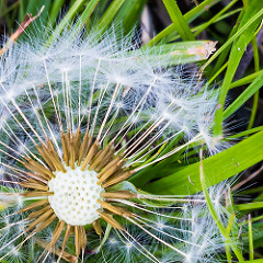 Dandelion