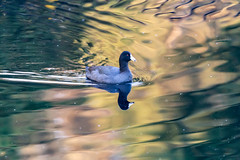 Coot