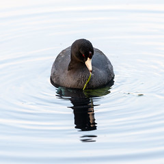 Coot