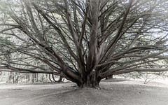 Old Oak