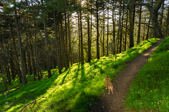 Otto in McLaren Park