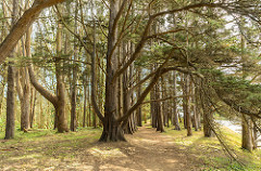 Inside Shelley loop